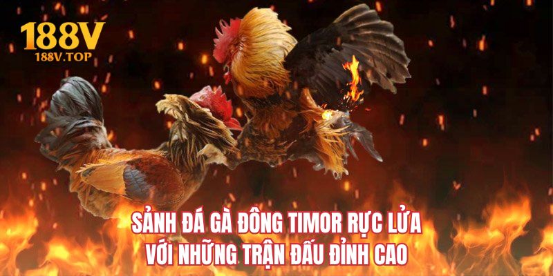 Sảnh đá gà Đông Timor rực lửa với những trận đấu đỉnh cao
